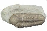 Kainops Trilobite - Black Cat Mountain, Oklahoma #362980-3